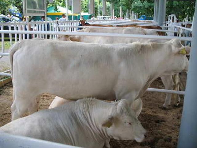 Znamensky type of Polessian meat cow