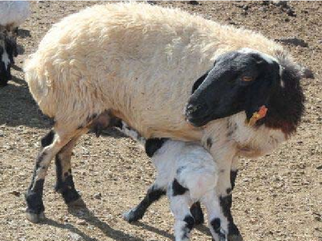 Zom sheep