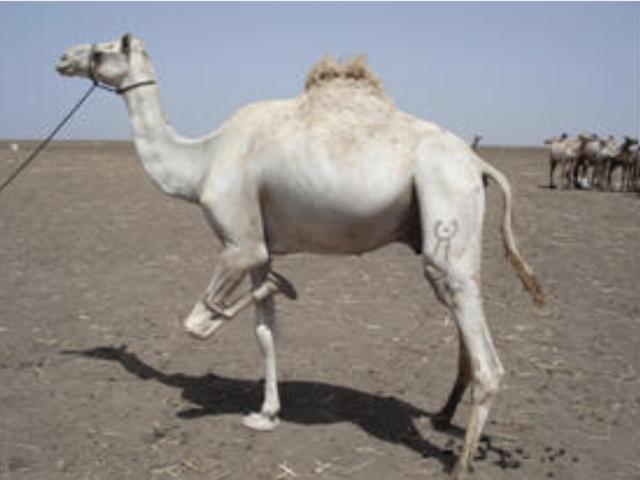 Anafi camel