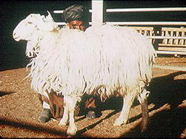 Arabi sheep