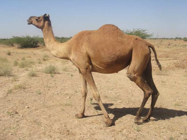 Kachchhi camel