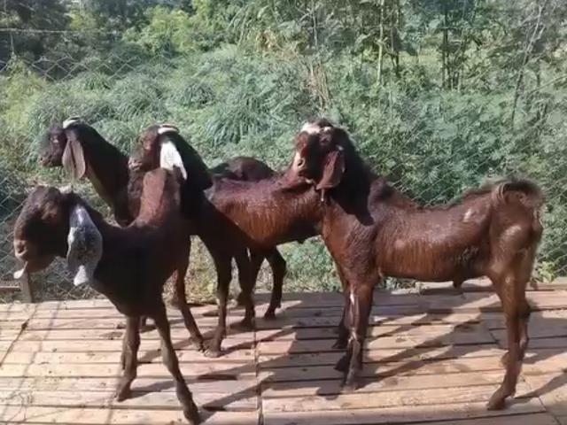 Parbatsar goats