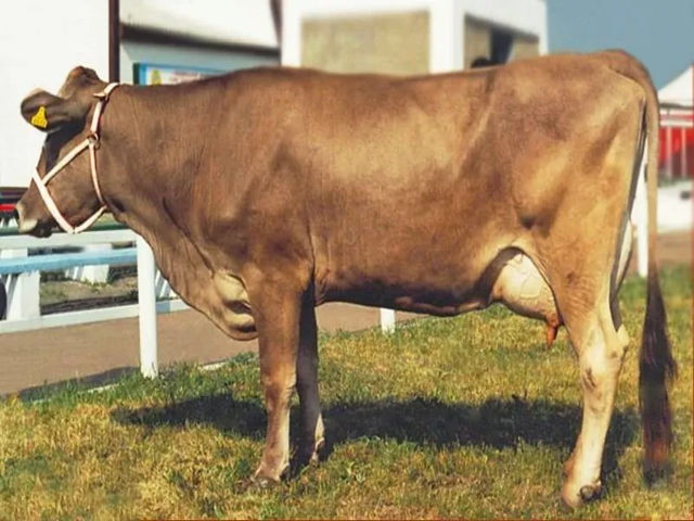 Ukrainian Brown Dairy Cattle