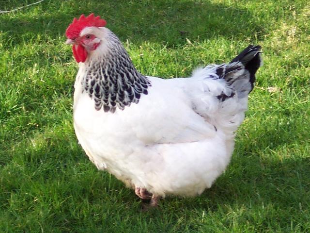 ससेक्स