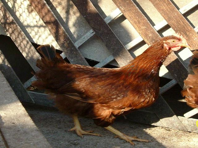 स्टारा ज़ागोरा रेड