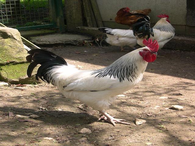 ბურბონეზი