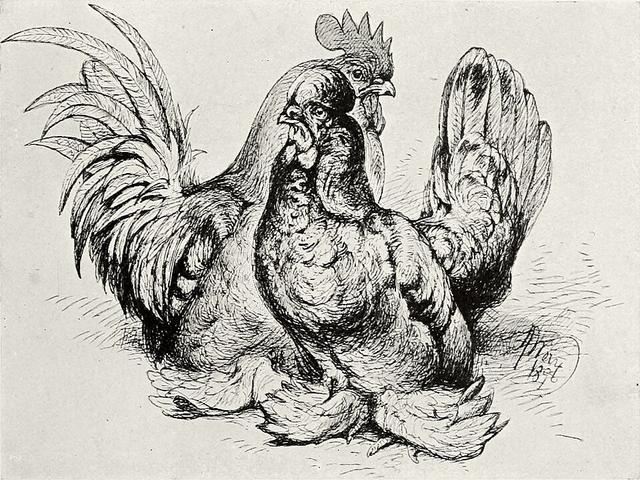 Burmese Bantam