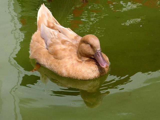 瑞典黄
