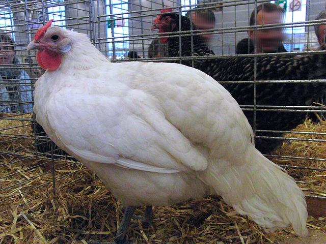 ალსასიენ