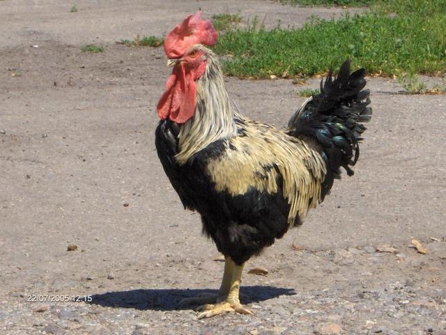 იურლოვის ყივილი
