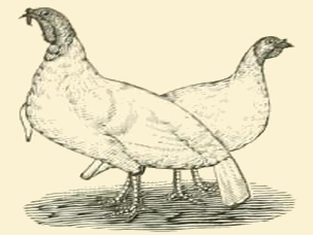თეთრი ჰოლანდია