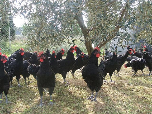 პენედესენკა