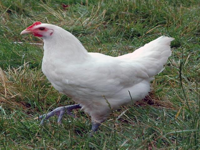 ბრეს გაულუაზი