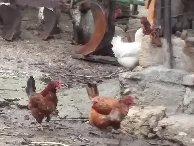 सोमबोर कपोर्का