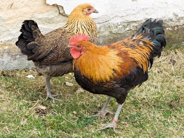Czech Gold Brindled Hen