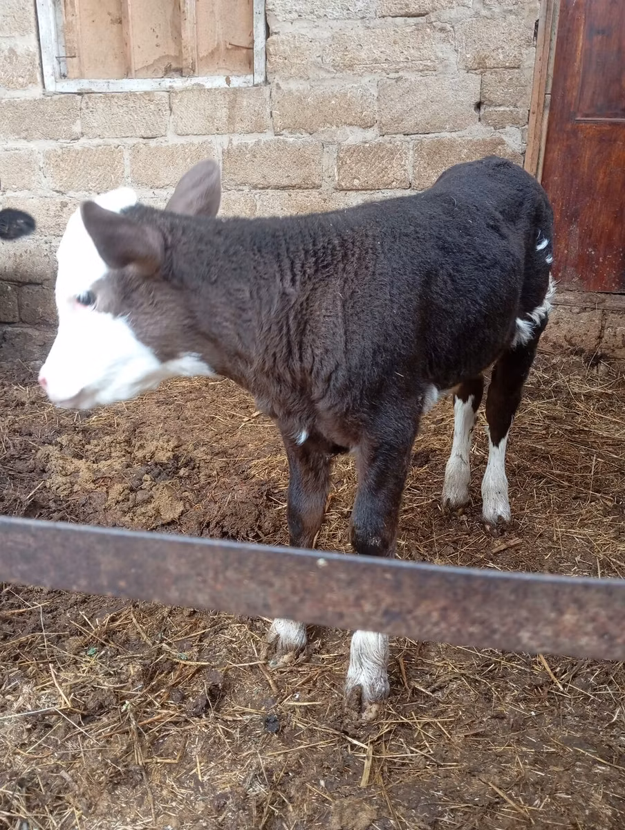 Simmental cattle