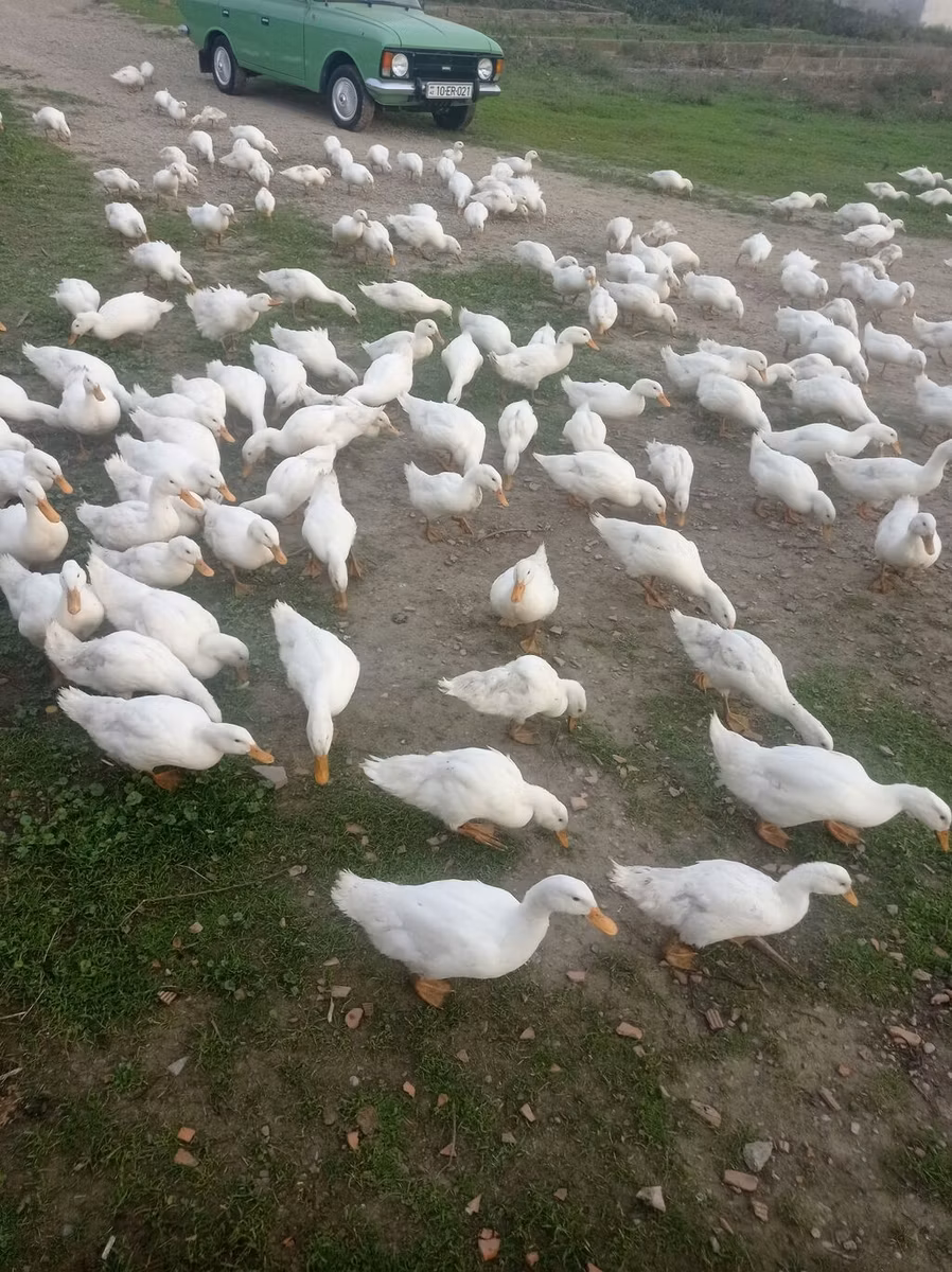 German Pekin