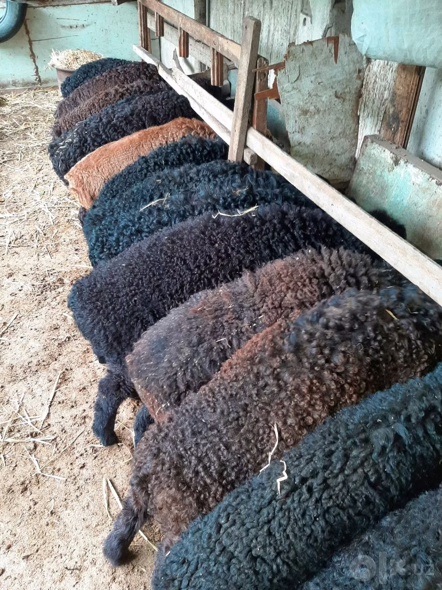 Arabi sheep