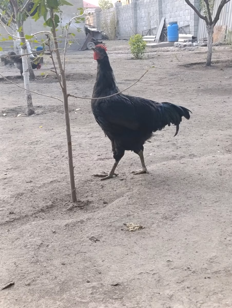 Jersey Giant
