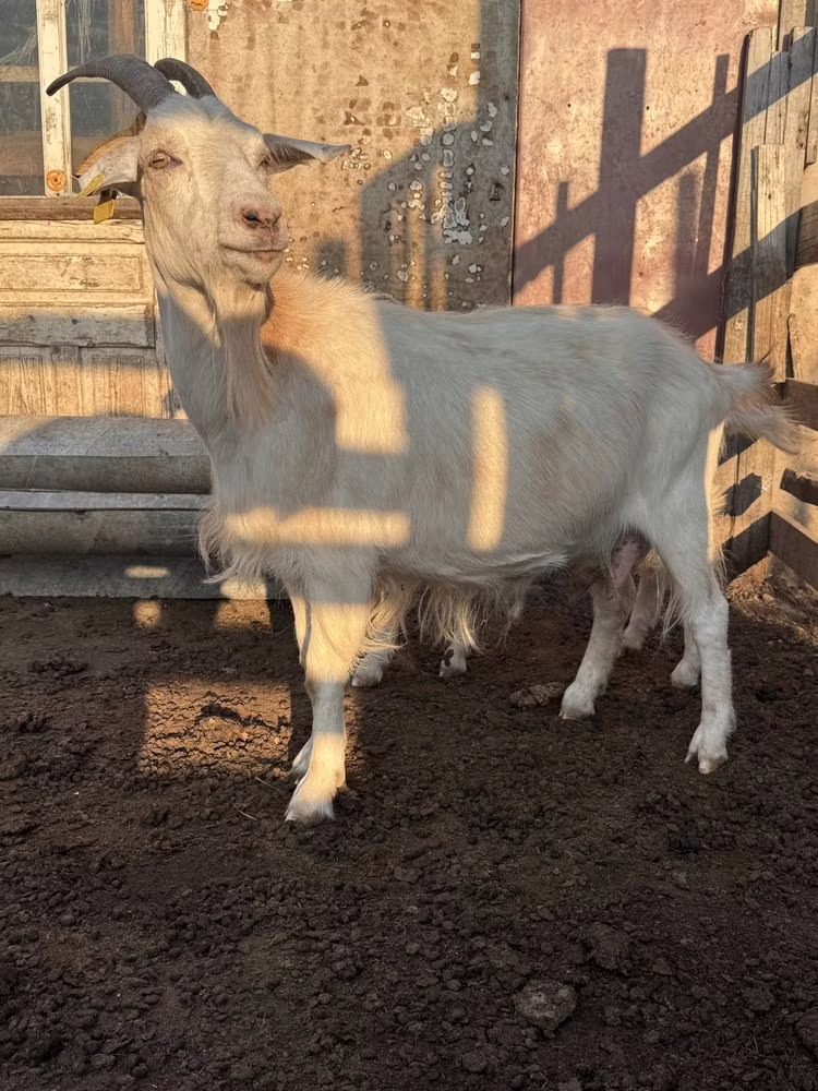 Saanen goat