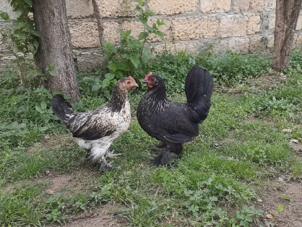 Japanisches Bantam