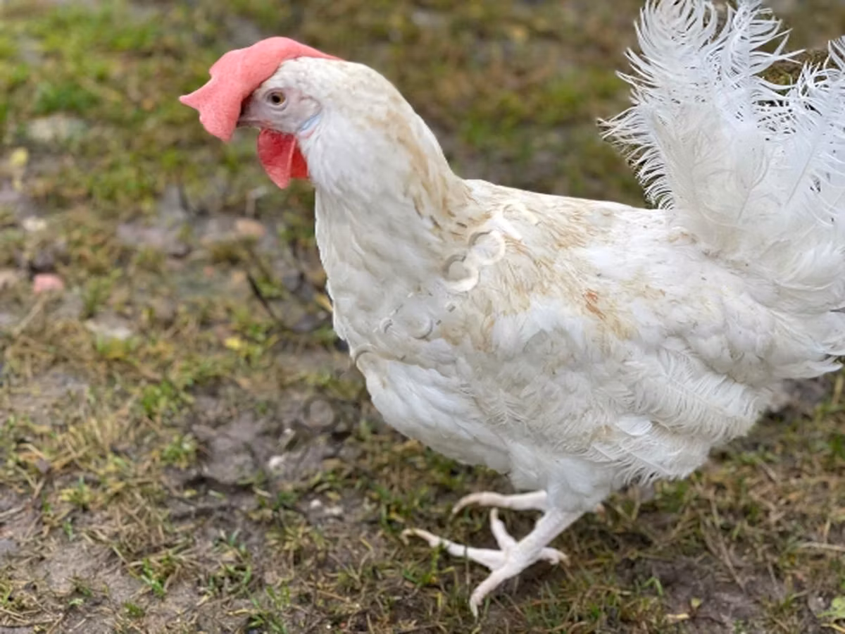 Danish hen