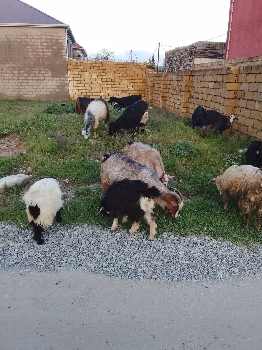 Daglıс sheep
