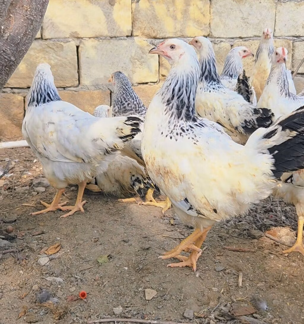 Brahma