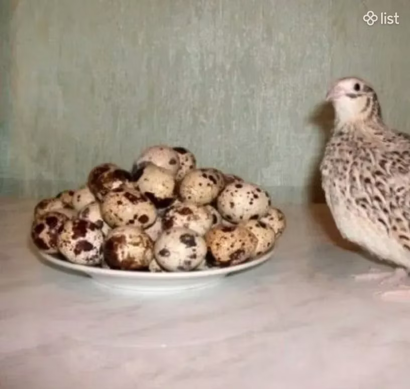 ესტონური