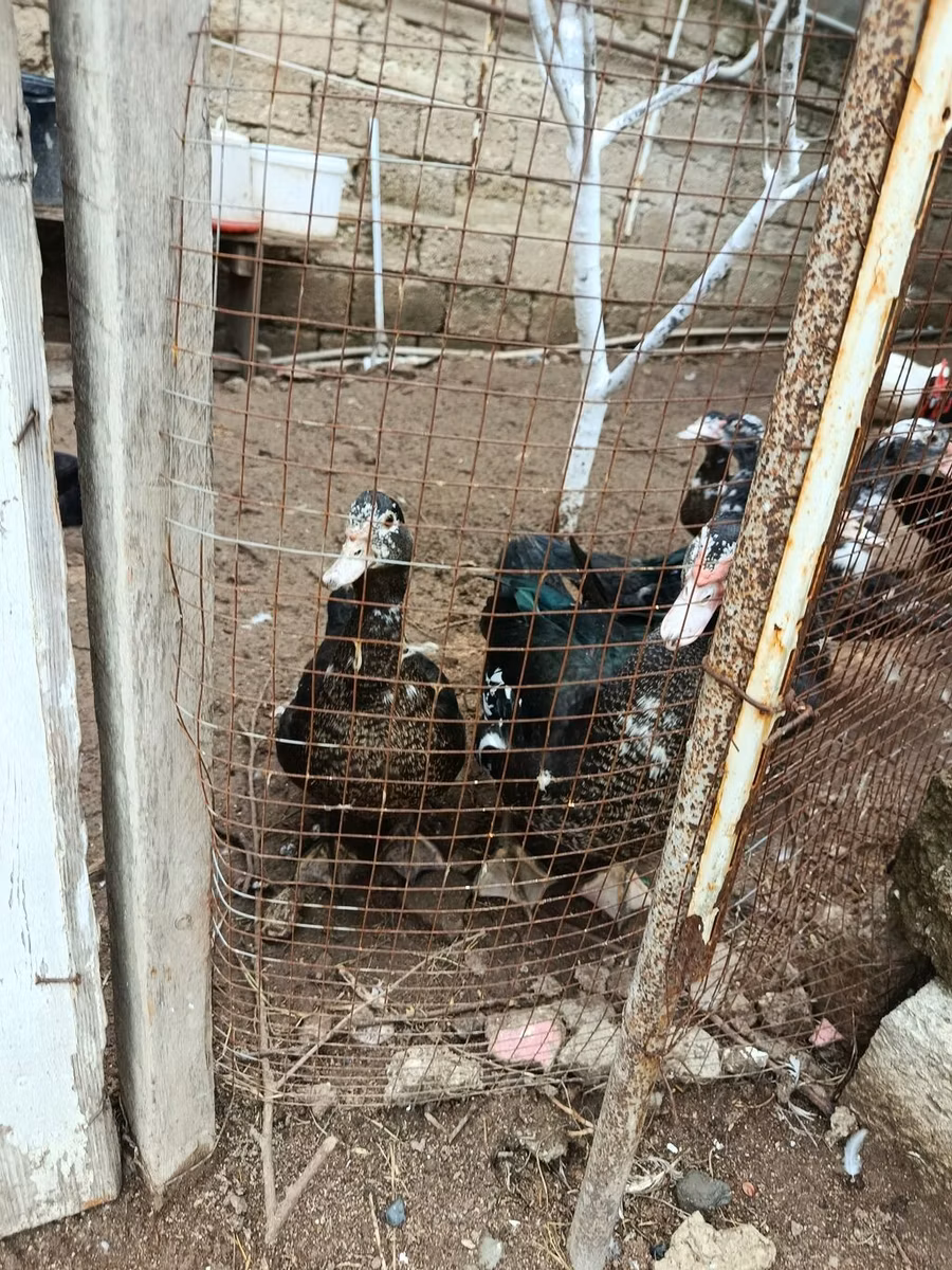 მიულარი