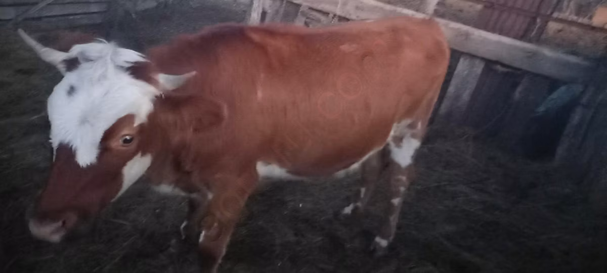 Qozog'iston oq boshli sigir