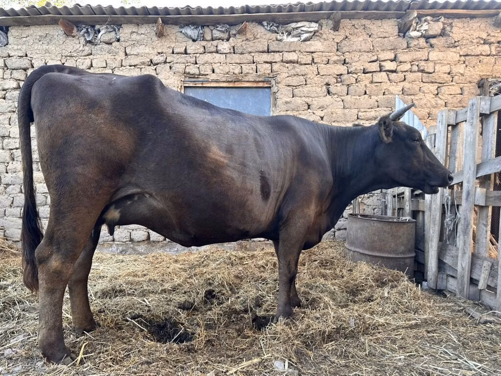 Ukrainian Brown Dairy Cattle