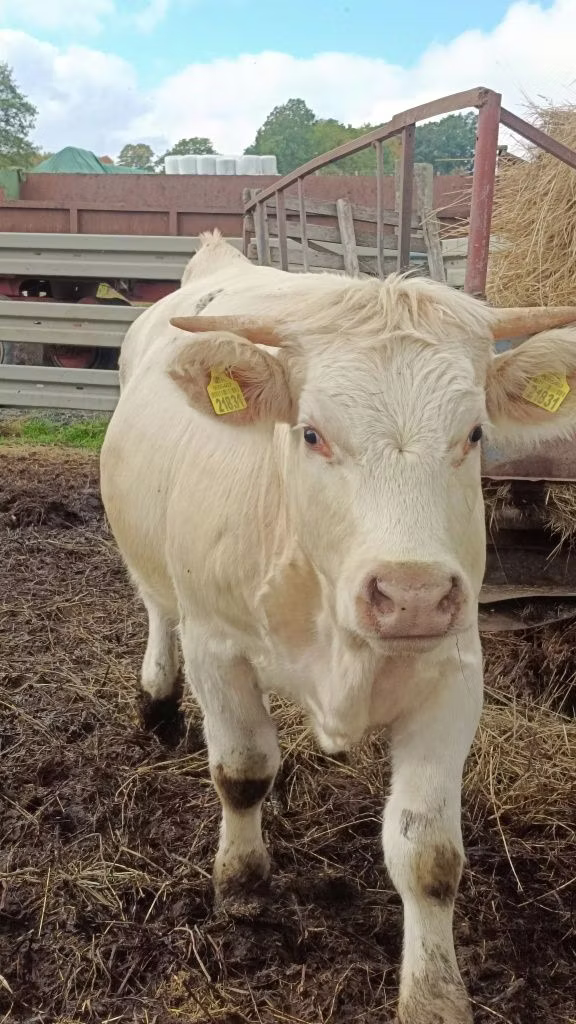 Charolais cattle