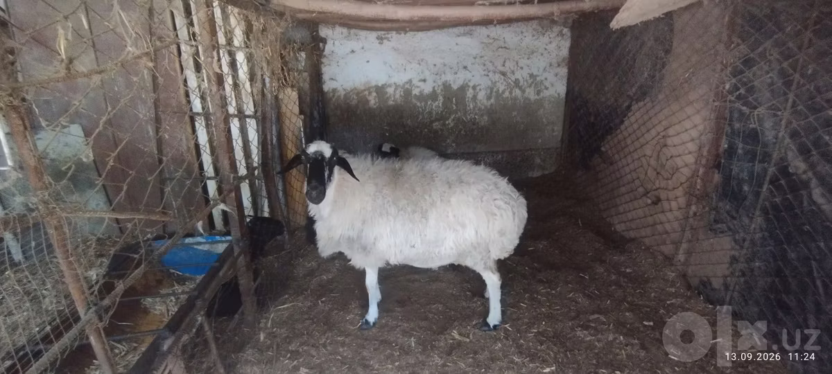 Afghan Arabi sheep