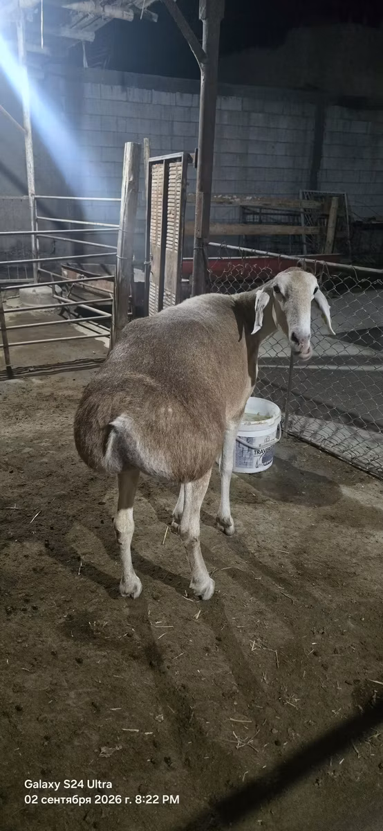 Afghan Arabi sheep