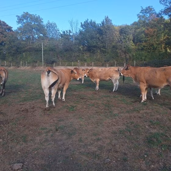 Partenaise cattle