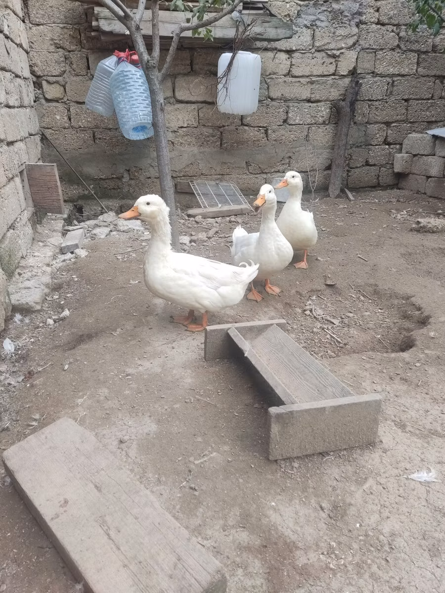 German Pekin