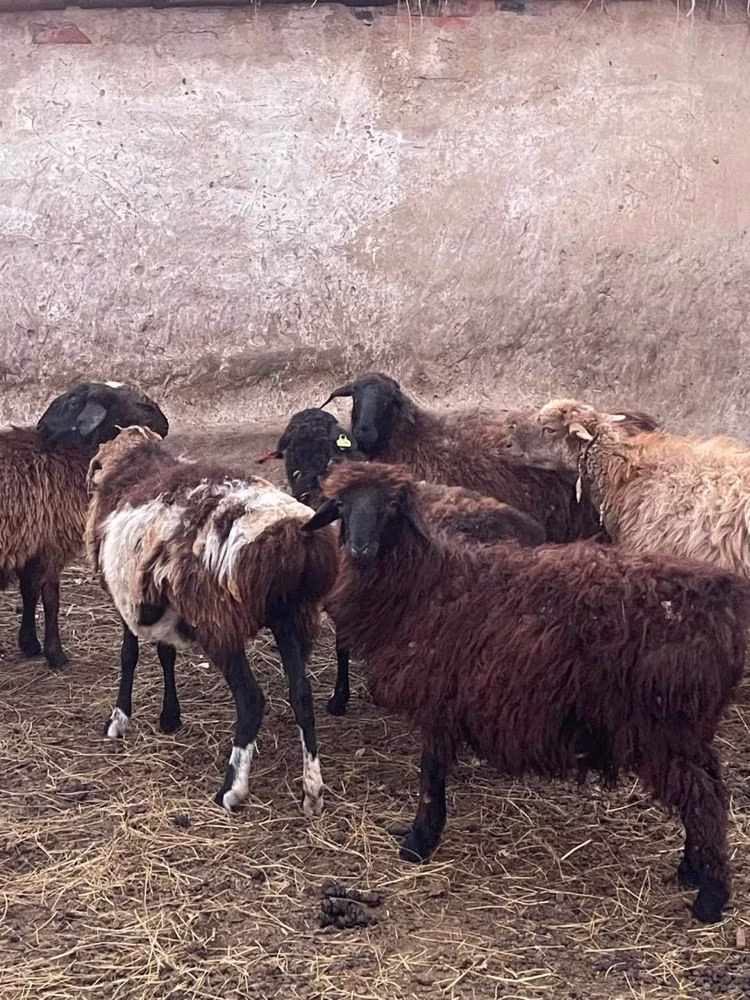 Kazakh fat-tailed coarsewool sheep