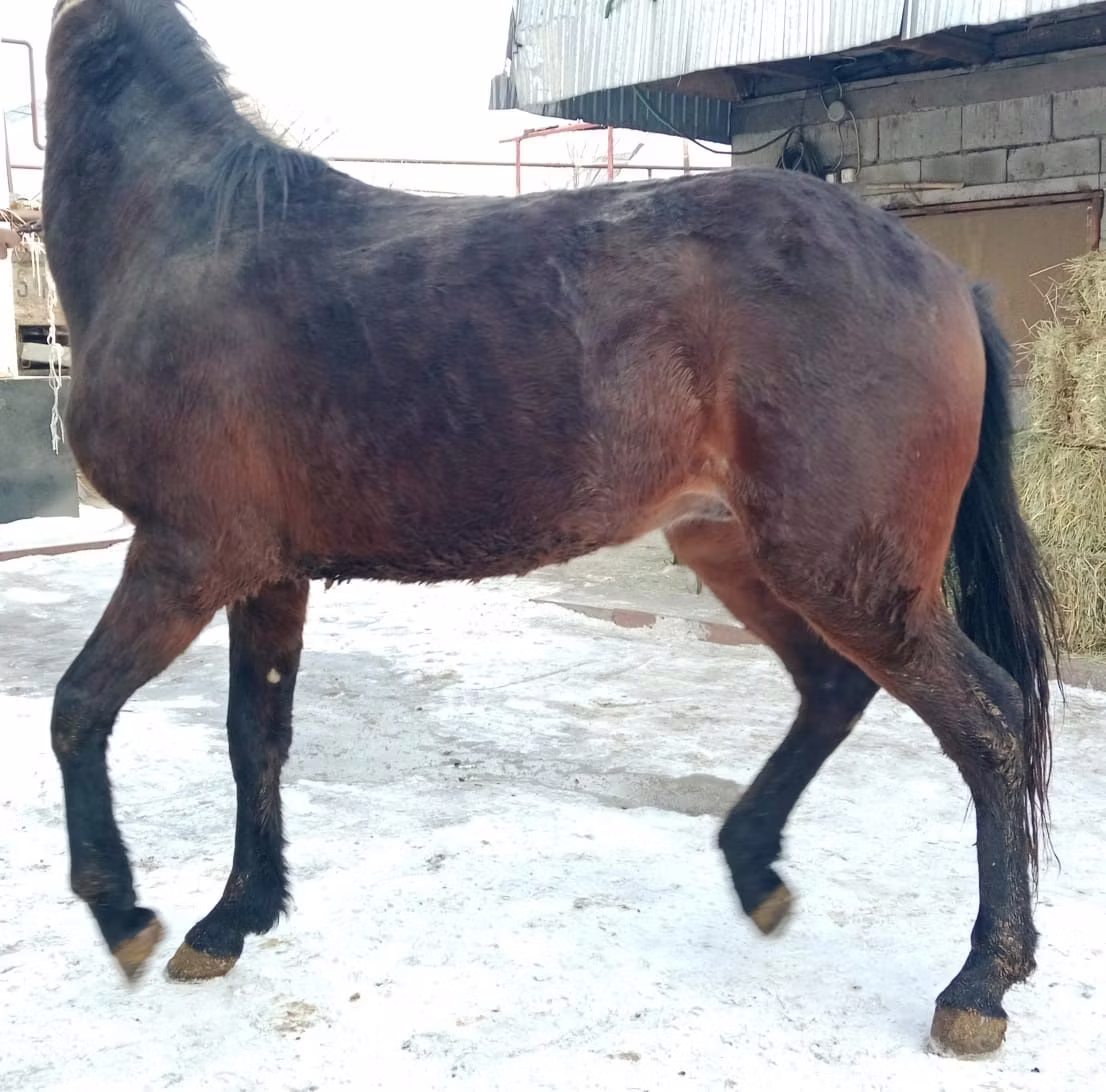 Budyonny horse