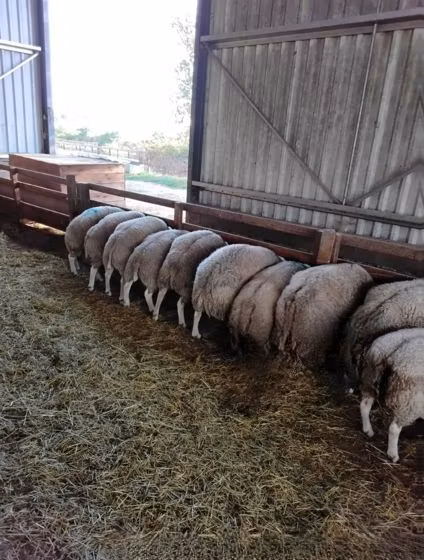 Beltex sheep