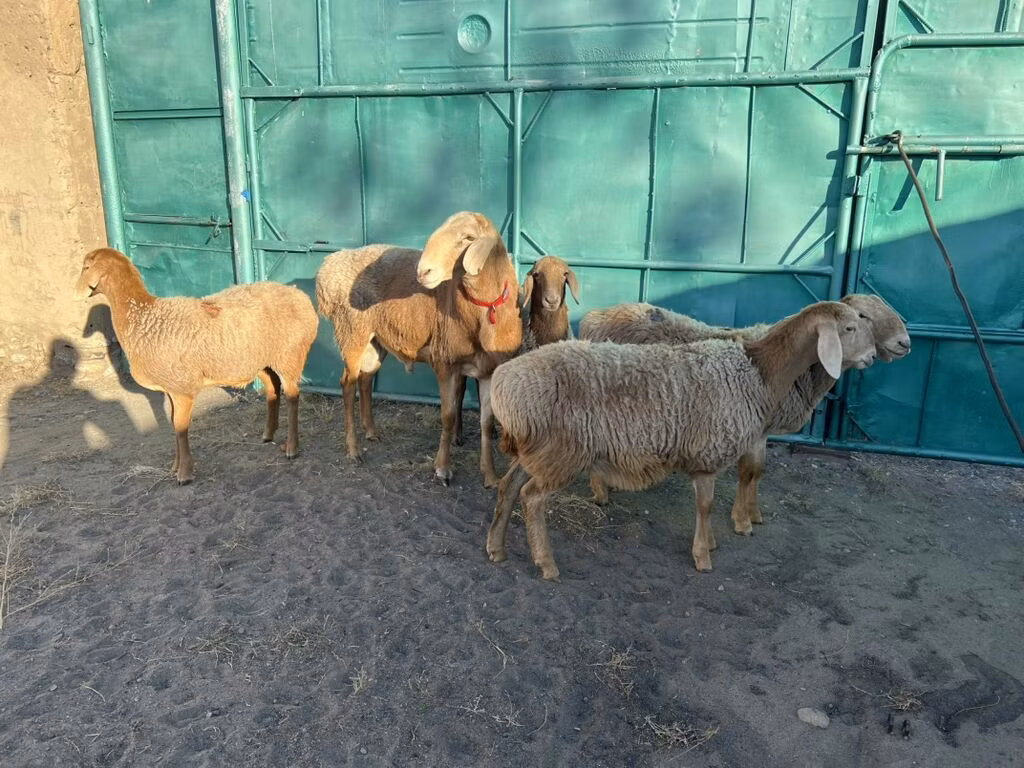 Arashan sheep