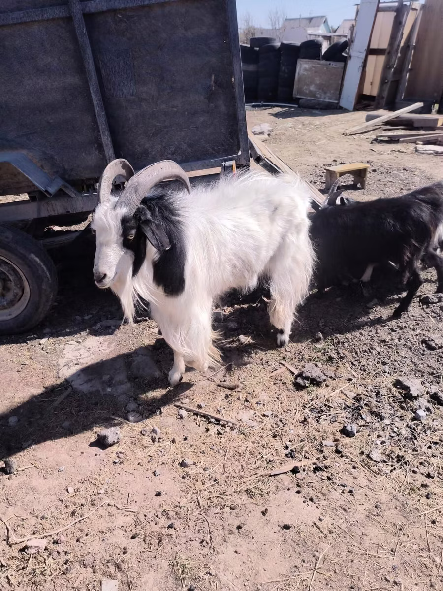 Angora goats