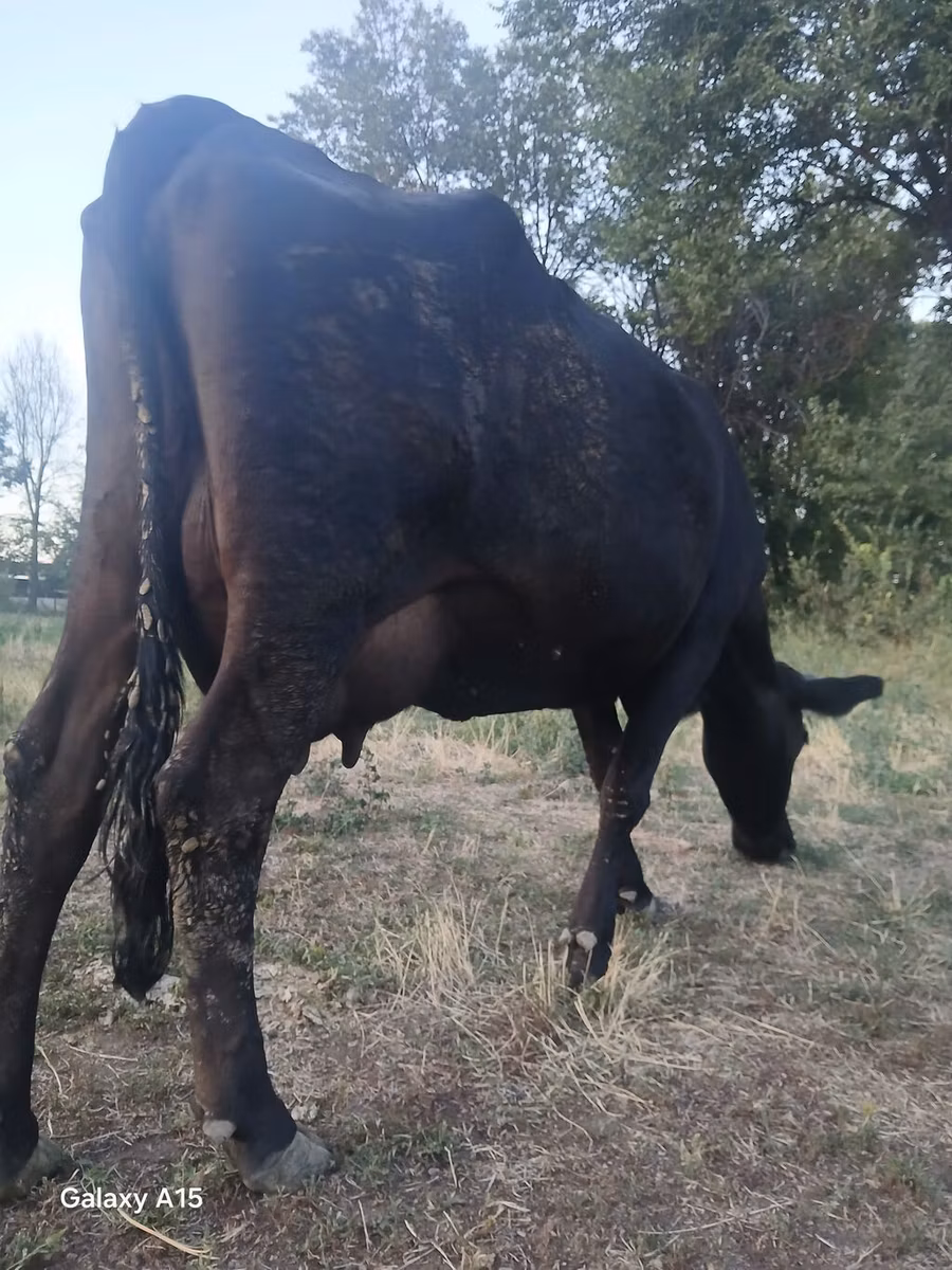 Vaca vermelha sem chifres