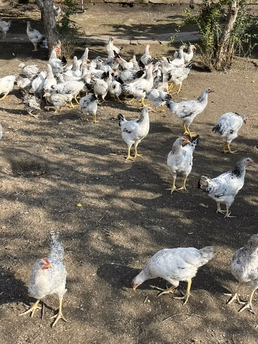 სუსექსი