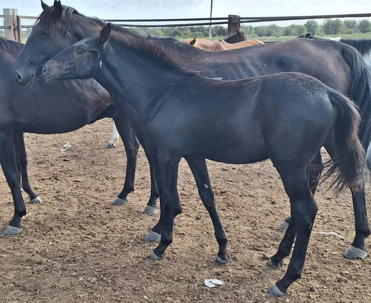 Karachay horse