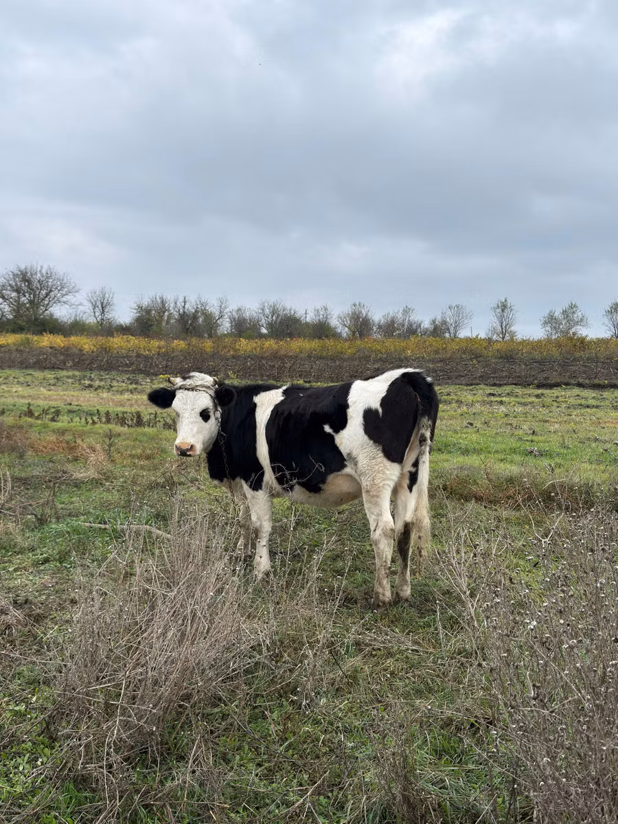 Russian Black pied cattle