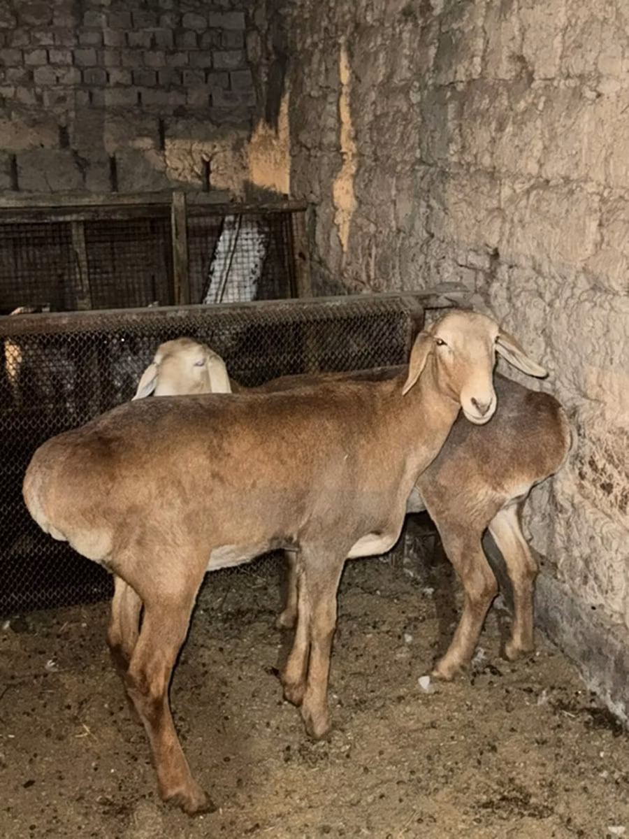 Сарыаркинская курдючная овца
