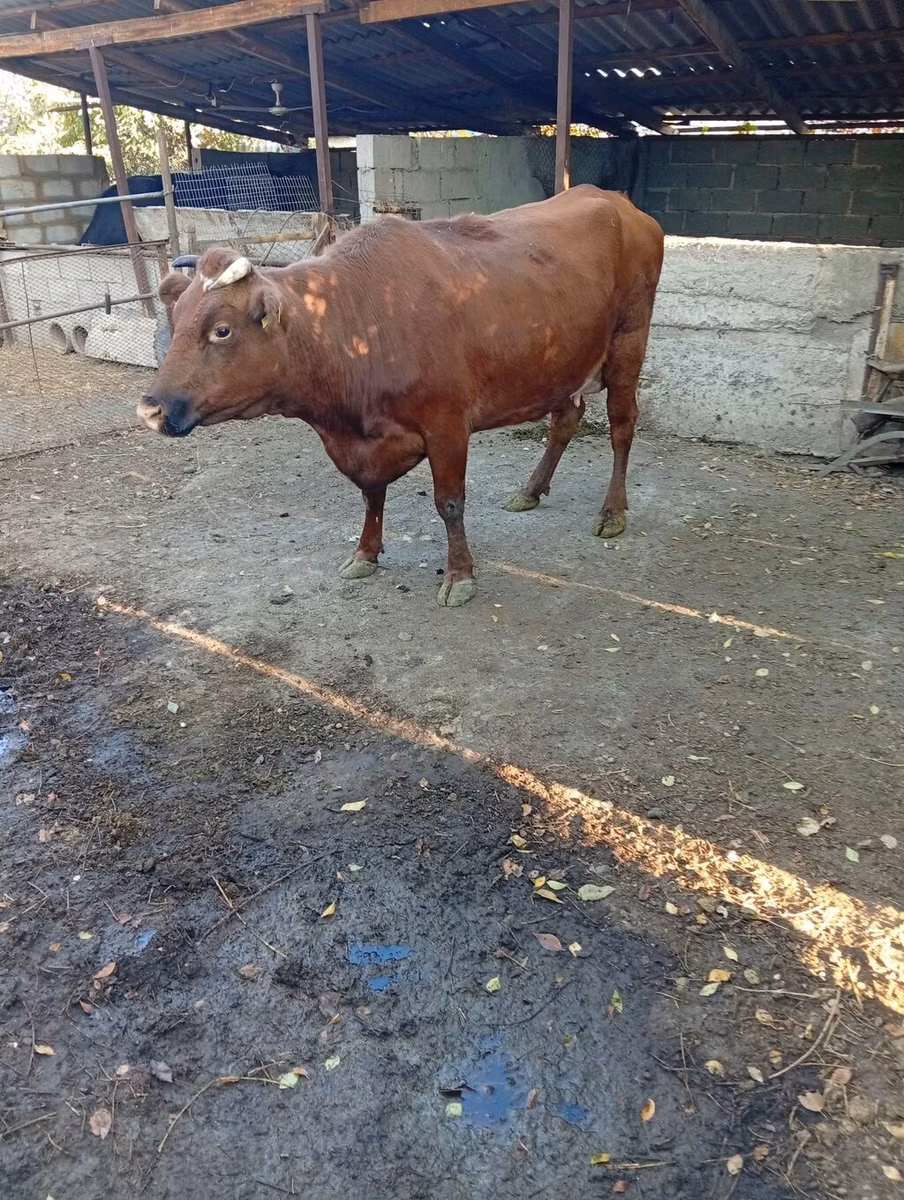 Vache rouge des steppes