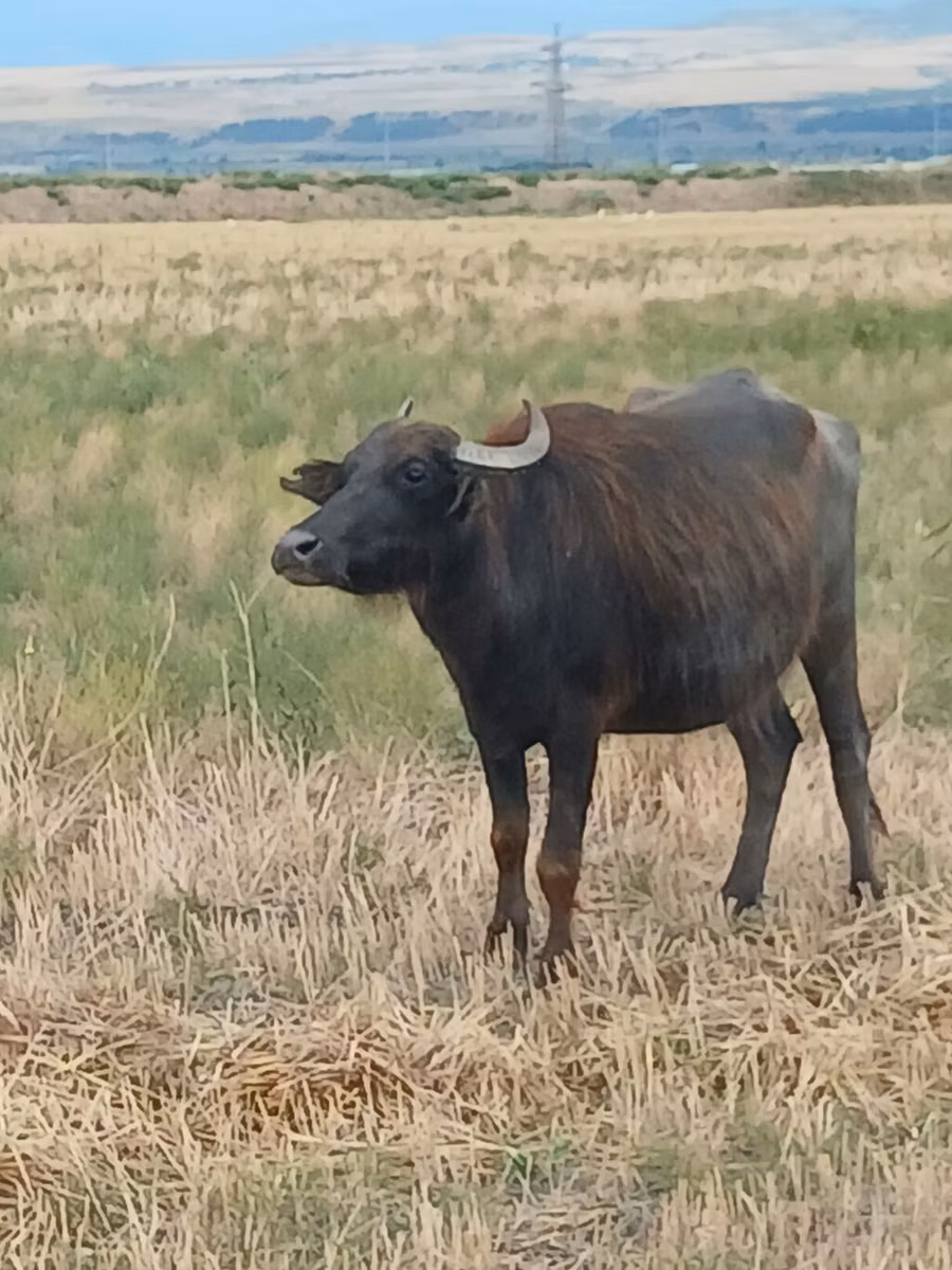Buffle africain