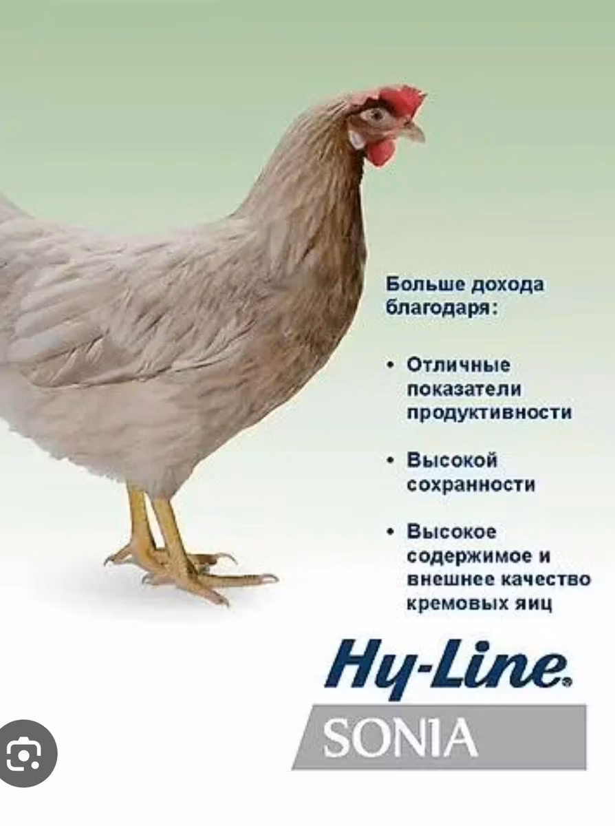 ჰაი-ლაინ